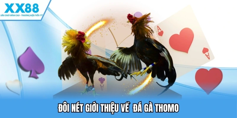 Đôi nét giới thiệu về đá gà thomo