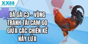 đá gà c3