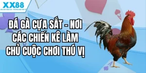 đá gà cựa sắt