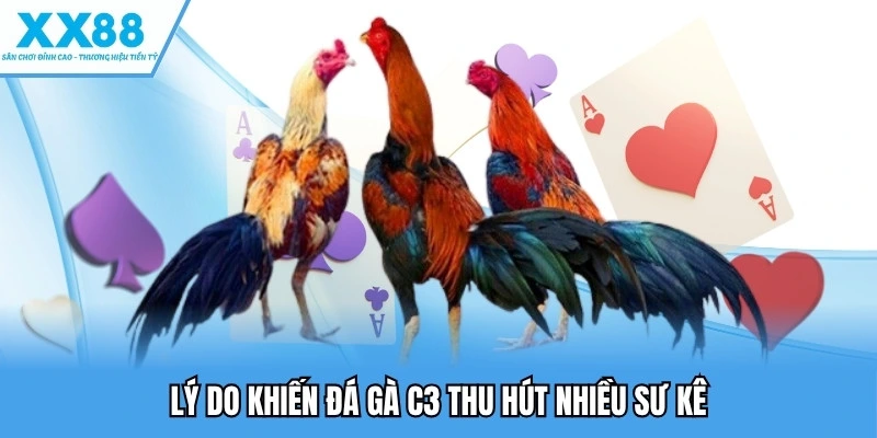 Lý do khiến đá gà C3 thu hút nhiều sư kê